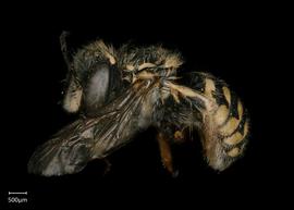   Anthidium platyfrons nbsp;female lateral habitus, photo: Chelsey Ritner 
